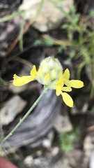 Dalea aurea
