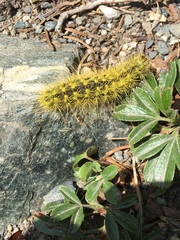 Acronicta lanceolaria