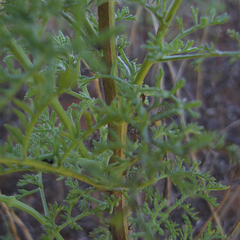 Oncosiphon grandiflorus