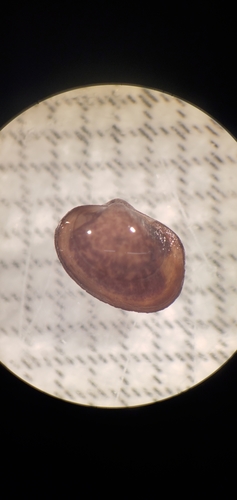 Mottled Fingernailclam