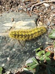 Acronicta lanceolaria