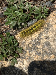 Acronicta lanceolaria