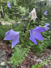 Platycodon