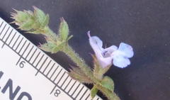 Salvia runcinata