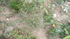 Eragrostis virescens