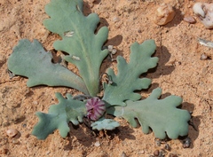 Othonna auriculifolia