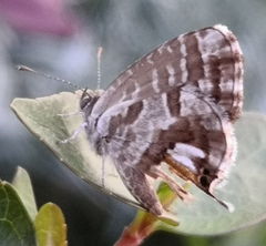Cacyreus marshalli