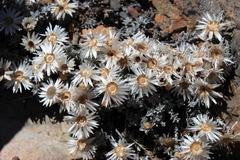 Helichrysum stoloniferum