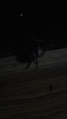 Oryctes rhinoceros