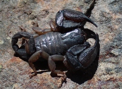 Opisthacanthus capensis