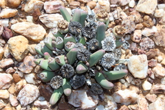 Argyroderma fissum