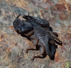 Opisthacanthus capensis