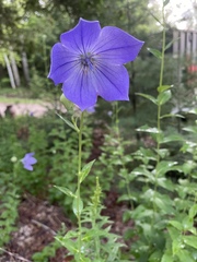 Platycodon