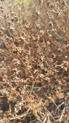 Salvia brandegeei