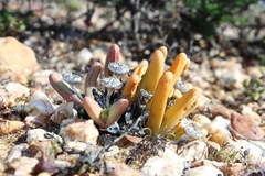 Argyroderma fissum