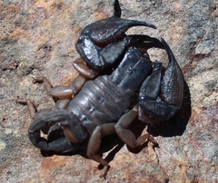 Opisthacanthus capensis