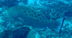 Mycteroperca venenosa