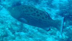 Mycteroperca venenosa