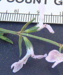 Stachys hyssopoides