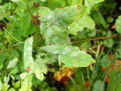 Podosphaera balsaminae