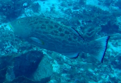 Mycteroperca venenosa