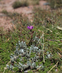 Erepsia esterhuyseniae