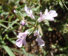 Stachys hyssopoides
