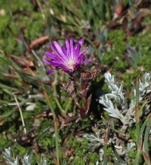 Erepsia esterhuyseniae