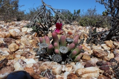 Argyroderma fissum