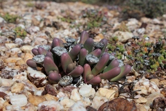 Argyroderma fissum