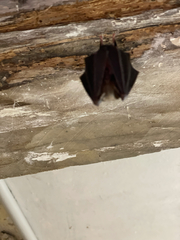 Rhinolophus hipposideros