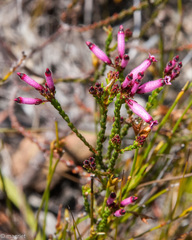Erica cristata