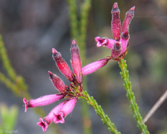 Erica cristata