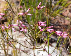 Erica cristata