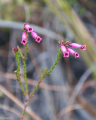 Erica cristata