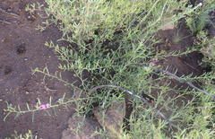 Ipomoea oenotheroides