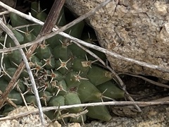 Mammillaria peninsularis