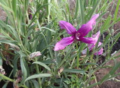 Ipomoea oenotheroides