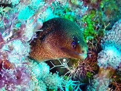 Gymnothorax miliaris