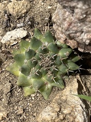 Mammillaria peninsularis