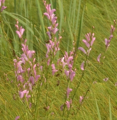 Pedicularis grandiflora