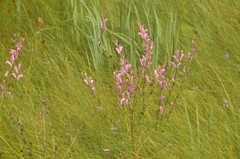 Pedicularis grandiflora