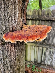 Inonotus quercustris