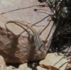 Pedioplanis burchelli