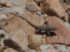 Pedioplanis burchelli