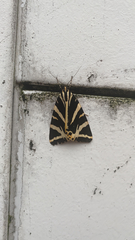 Euplagia quadripunctaria