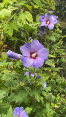 Hibiscus syriacus