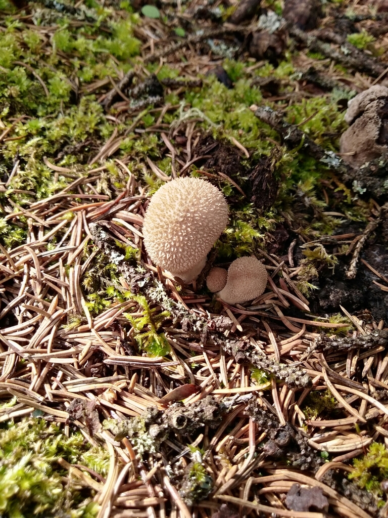 Lycoperdon marginatum · August 2021 · photo: © egor_dyukarev (iNaturalist, cc-by)