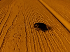 Euetheola