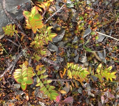 Veronica decumbens